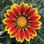 Gazania SunBathers Totonaca